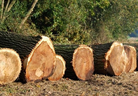 Gruppe Tiere im Schaumburger Wald