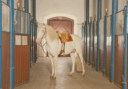 Pferd im Marstall der Fürstlichen Hofreitschule