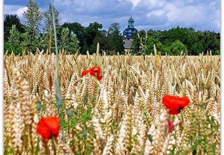 Getreidefeld mit Klatschmohn vorm Schloss