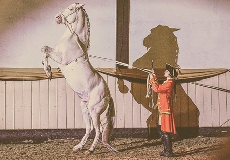 Kunststück eines Pferdes während einer Pferdeshow