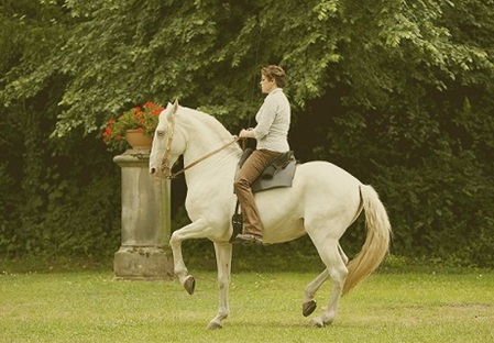 Reiterin mit Pferd