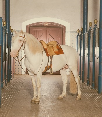 Pferd im Marstall der Fürstlichen Hofreitschule