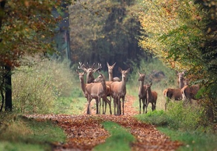 Eine Gruppe Tiere im Schaumburger Wald